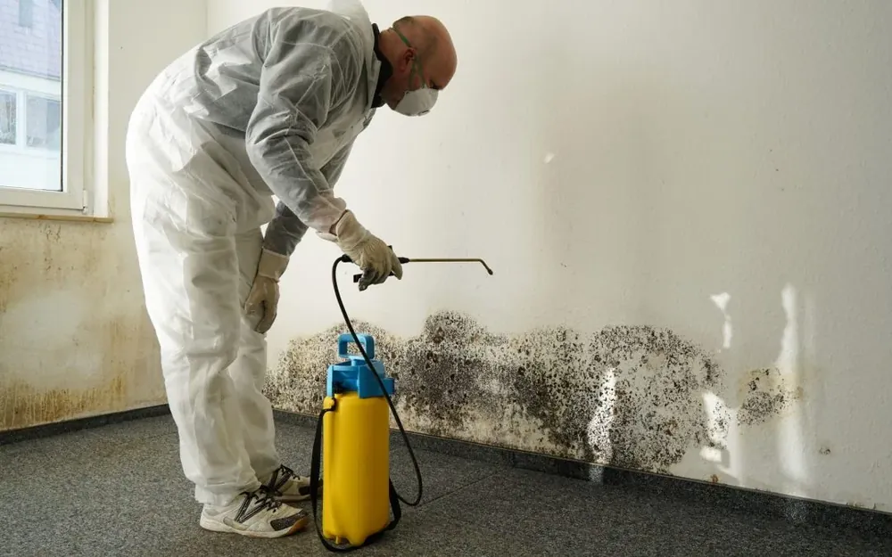 Mold remediation service